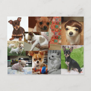 Carte postale Chihuahua