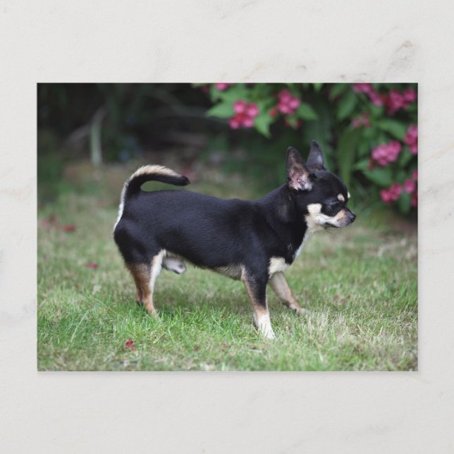 Carte Postale Chihuahua à poils courts debout (Devant)