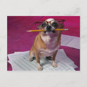 Carte Postale Chihuahua au crayon