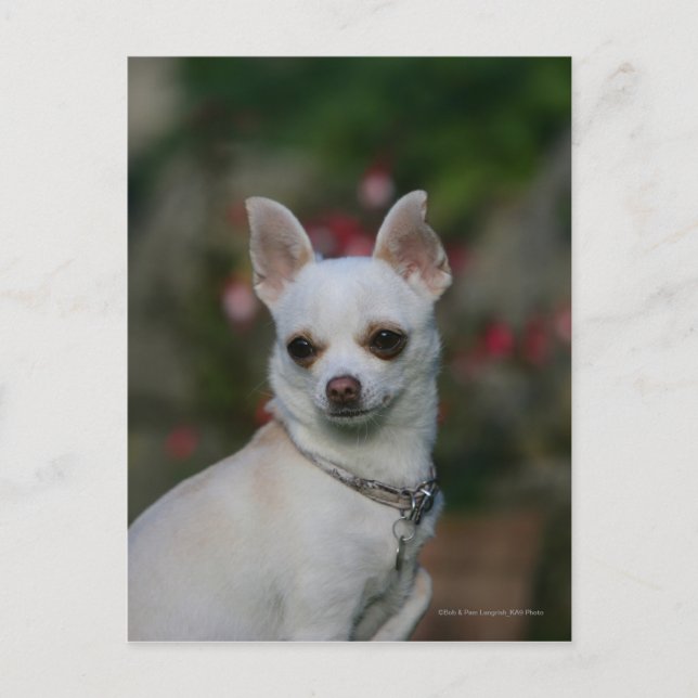 Carte Postale Chihuahua blanc (Devant)