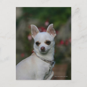 Carte Postale Chihuahua blanc