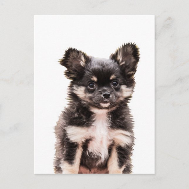 Carte Postale Chihuahua Chien chiot (Devant)