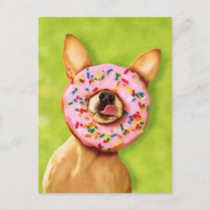 Carte Postale Chihuahua Chig drôle avec saupoudrer la beigne sur