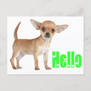 Carte postale Chihuahua Chiot