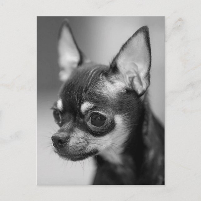 Carte postale Chihuahua Chiot (Devant)