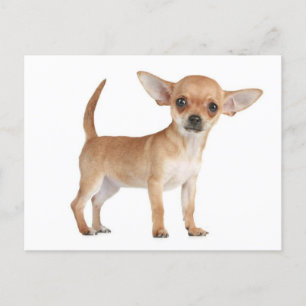 Carte postale Chihuahua Chiot
