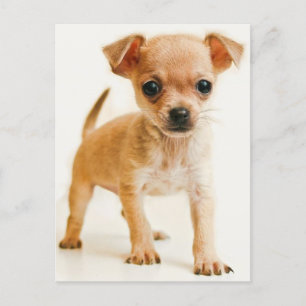 Carte postale Chihuahua Chiot