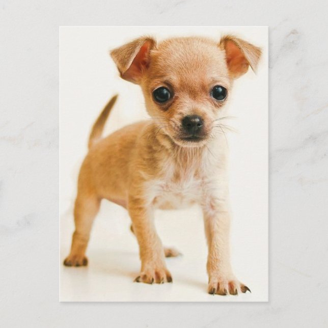 Carte postale Chihuahua Chiot (Devant)