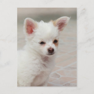 Carte Postale Chihuahua chippy dans un jardin