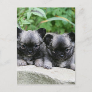 Carte Postale Chihuahua Chiuppies
