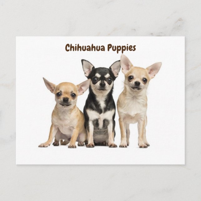 Carte Postale Chihuahua Chiuppies Poster pour photo (Devant)