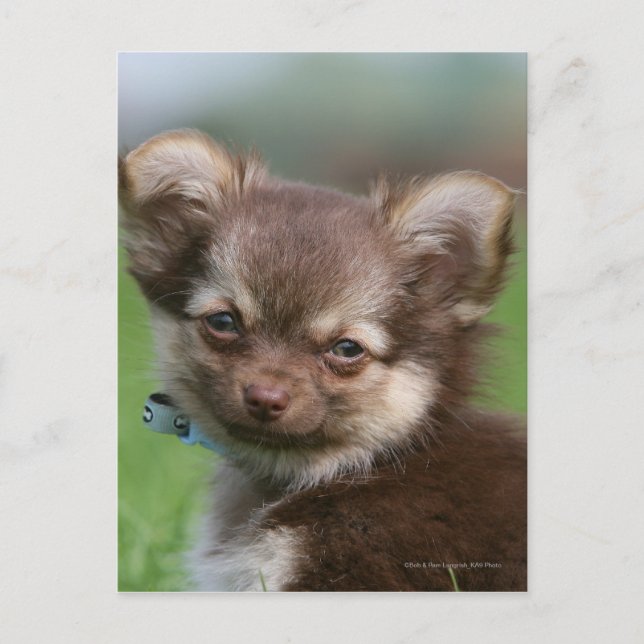Carte Postale Chihuahua Chiuppy regardant la caméra (Devant)