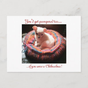Carte Postale Chihuahua choyé