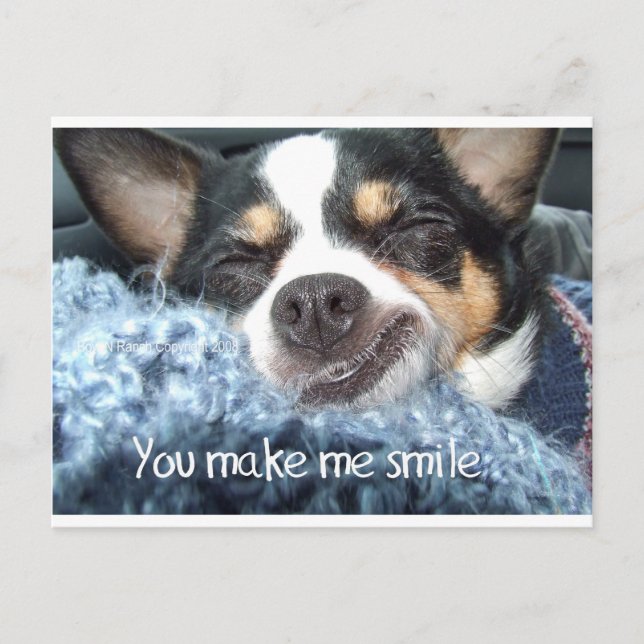 Carte Postale Chihuahua Dog sourire (Devant)