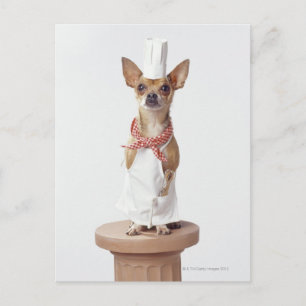 Carte Postale Chihuahua dog wearing chef's whites, studio shot