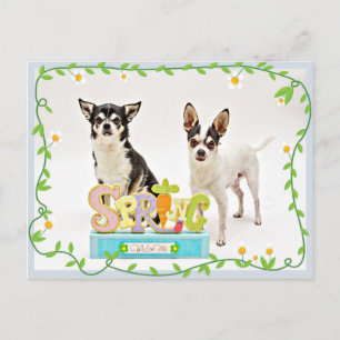 Carte Postale Chihuahua du printemps