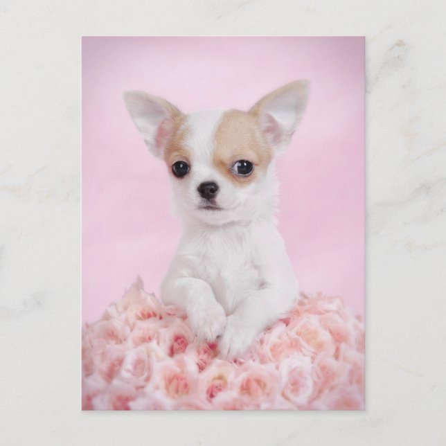 Carte Postale Chihuahua en rose avec des roses (Devant)