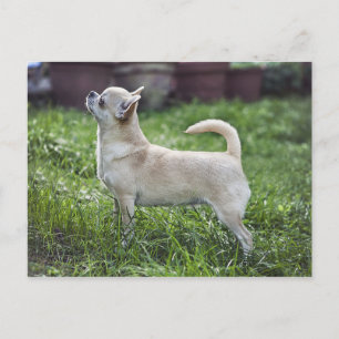 Carte Postale chihuahua full.png