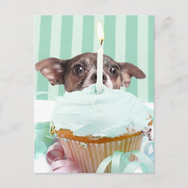 Carte Postale Chihuahua, gâteau d'anniversaire (Devant)