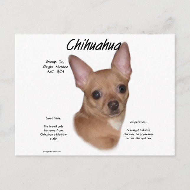 Carte Postale Chihuahua (lisse) (Devant)