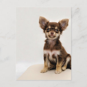 Carte Postale Chihuahua petit chien