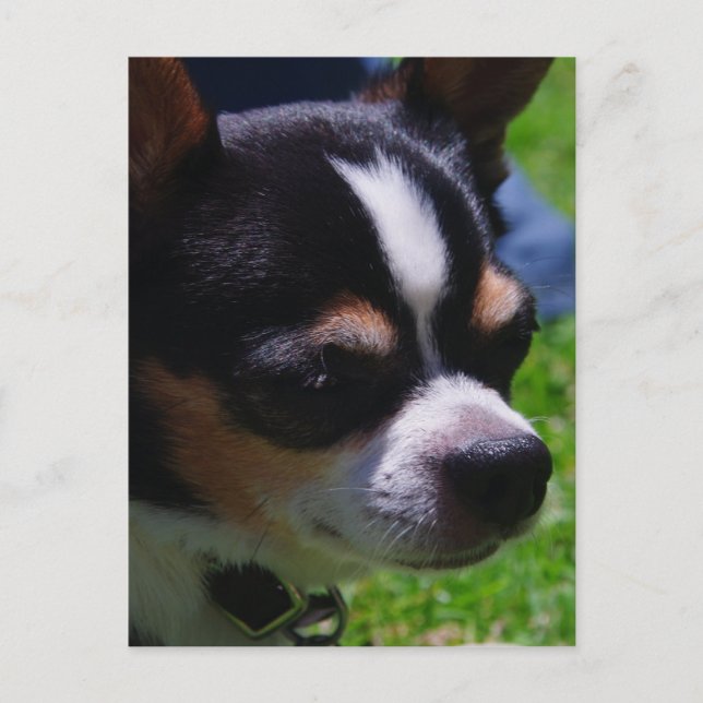 Carte postale Chihuahua Pup (Devant)