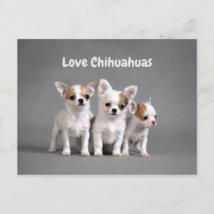 Carte Postale Chihuahua Puppies