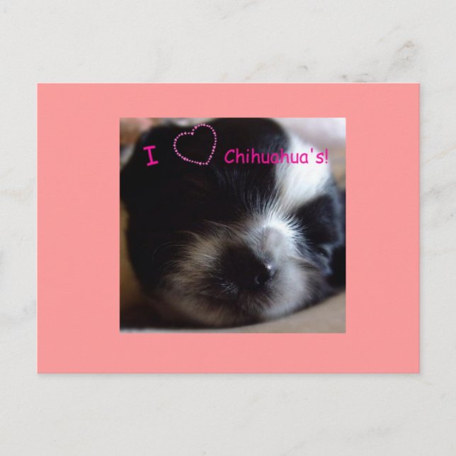 Carte postale Chihuahua Puppy (Devant)
