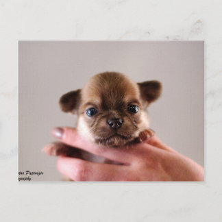 Carte Postale Chihuahua Puppy