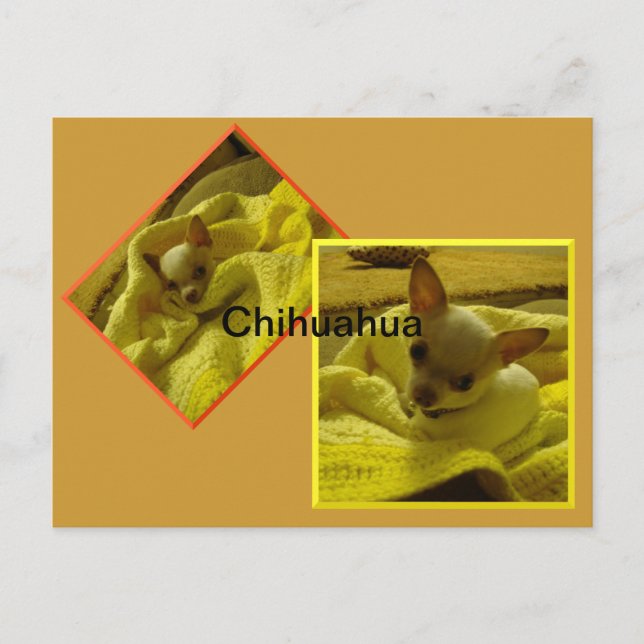 Carte postale Chihuahua Puppy (Devant)