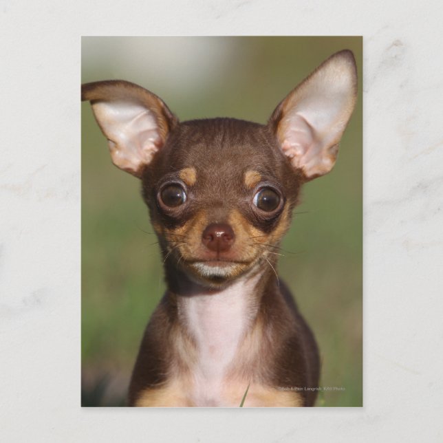 Carte Postale Chihuahua Puppy regarde l'appareil photo (Devant)
