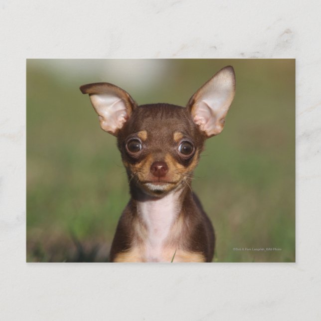 Carte Postale Chihuahua Puppy regarde l'appareil photo (Devant)