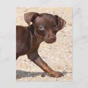 Carte Postale Chihuahua Puppy Walking