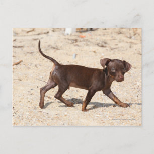 Carte Postale Chihuahua Puppy Walking