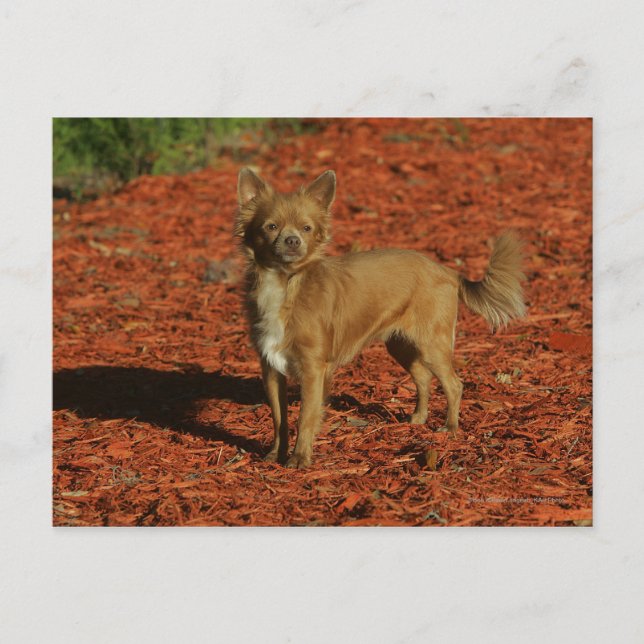 Carte Postale Chihuahua Regardant la caméra (Devant)