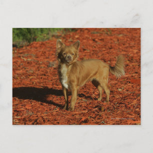 Carte Postale Chihuahua Regardant la caméra