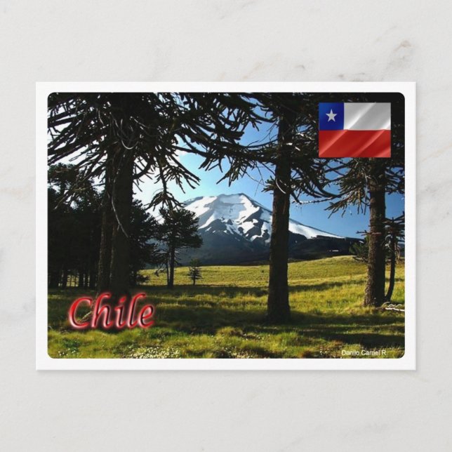 Carte Postale Chili - Araucarias - (Devant)