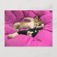 Chill Bill - Relax Max - Chats mignons