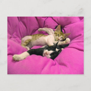 Carte Postale Chill Bill - Relax Max - Chats mignons