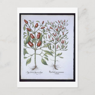 Carte Postale Chilli Pepper plants, from the 'Hortus Eystletsi