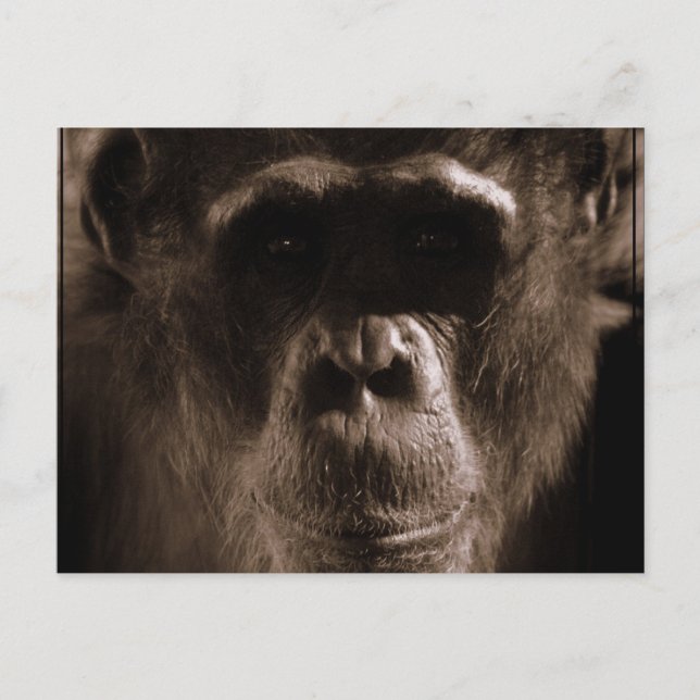 Carte postale Chimp (Devant)