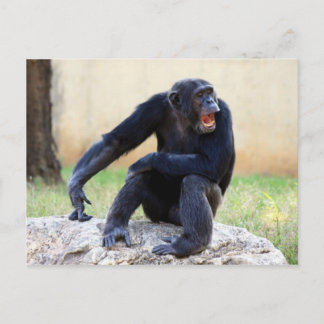 Carte postale Chimp Shouting
