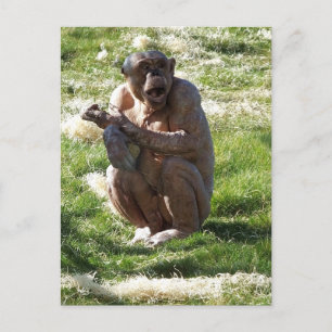 CARTE POSTALE CHIMPANZÉ