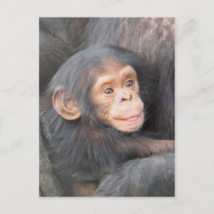 Carte Postale Chimpanzé