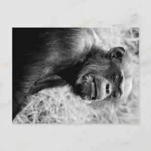 Carte Postale chimpanzé