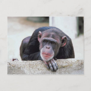 Carte postale Chimpanzé