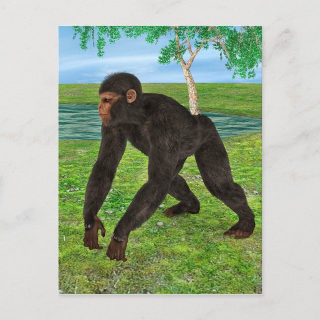 Carte Postale Chimpanzé (Devant)
