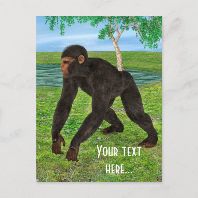 Carte Postale Chimpanzé (Devant)