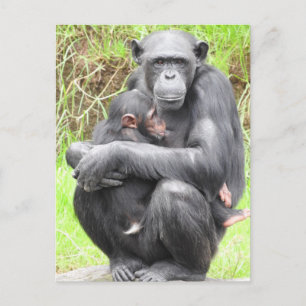 Carte postale Chimpanzé