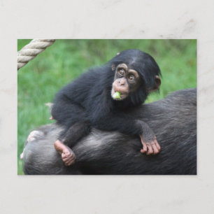 Carte Postale Chimpanzé 032